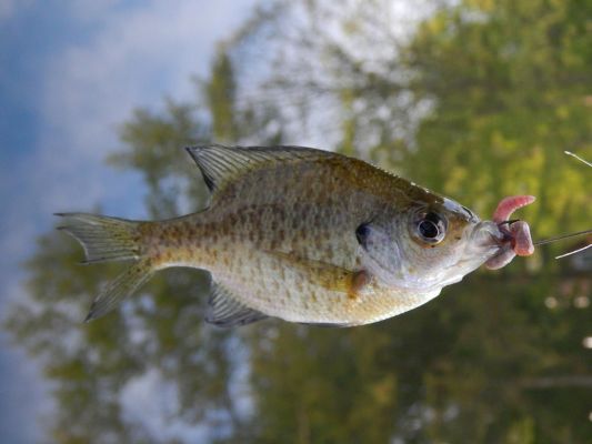 Photo of panfish